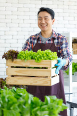 Asian professional successful cheerful male farmer gardener in apron standing smiling harvesting holding fresh raw organic green leaf salad vegetable in wooden crate in indoor agricultural farm