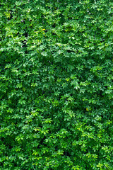 green leaves natural background wallpaper, texture of leaf, leaves with space for text