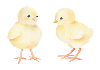 Watercolor two little chicken. Easter chickens.