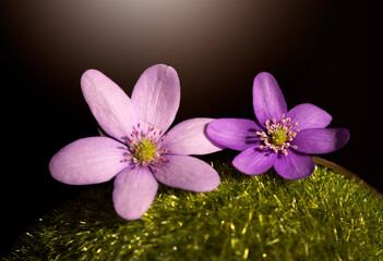 Wiosenne kwiaty - Przylaszczki