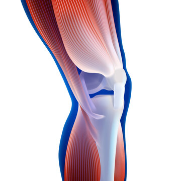 3D illustration of thigh and calf muscles connected to knee bone on dark blue background. It is used in medicine, sports and education.