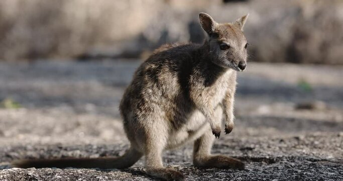 Small wallaby sitting on boulder in nature at Granite Gorge in Queensland, Australia.
