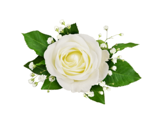 White rose and gypsophila flowers in a floral arrangement isolated on white or transparent background