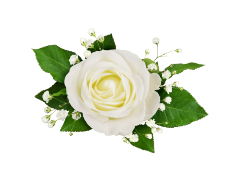 White rose and gypsophila flowers in a floral arrangement isolated on white or transparent background