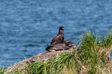 Bald Eagle (Haliaeetus leucocephalus) chicks at nest in Chowiet Island, Semidi Islands, Alaska, USA