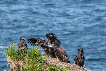 Bald Eagle (Haliaeetus leucocephalus) chicks at nest in Chowiet Island, Semidi Islands, Alaska, USA