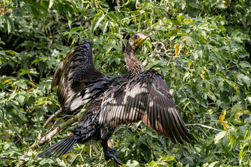 Great Cormorant (Phalacrocorax carbo) on pond