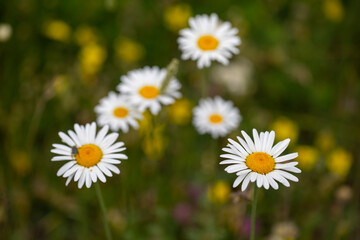 Fototapeta premium Close-up of common daisy, turkish name 