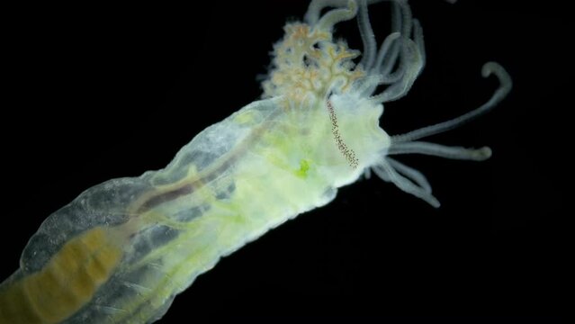 Worm Polychaeta of the family Terebellidae under the microscope has dichotomous branchials that look like horns and many eyes. Red sea