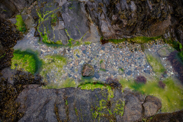 stagnant water on stones, green moss, top view
