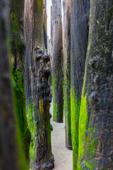 great wooden piles covered with green moss driven into the beach