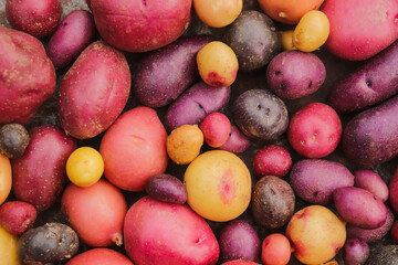 purple potatoes crop close-up selective soft focus, organic vegetables
