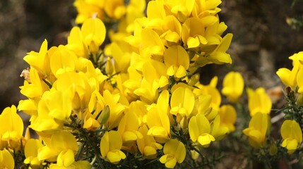 Ginsterbl&uuml;te, typisch Schottland