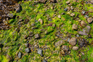 stones covered with green seaweed, beautiful view during low tide, top view