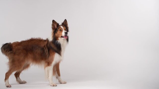 funny dog on a light background. Happy border collie in studio playing, waving its paws, following commands