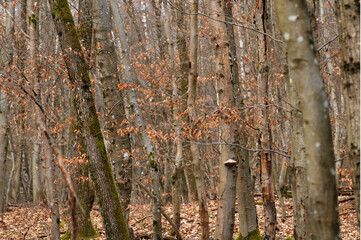 Path in the autumn forest. Autumn forest. Autumn forest landscape.