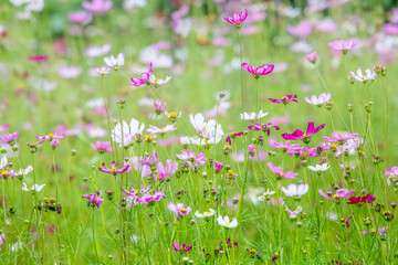 Obraz na płótnie Canvas Nature of pink flower cosmos in garden for background abstract