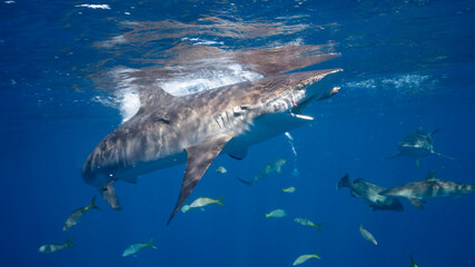 Fototapeta premium Silky shark (Carcharhinus falciformis) hunting fish in Jardines de la Reina, Cuba. Sunlight creates wonderful reflections on the top of the shark.