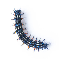 caterpillar on a white background