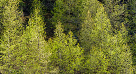 Peuplement de mélèzes sur les pentes alpines, Savoie, Alpes, France