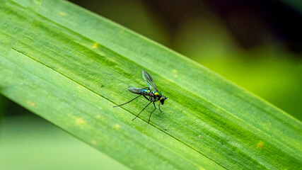 fly on green leaf