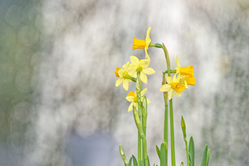 Fresh yellow Narcissus flowers against grey background - 579643180