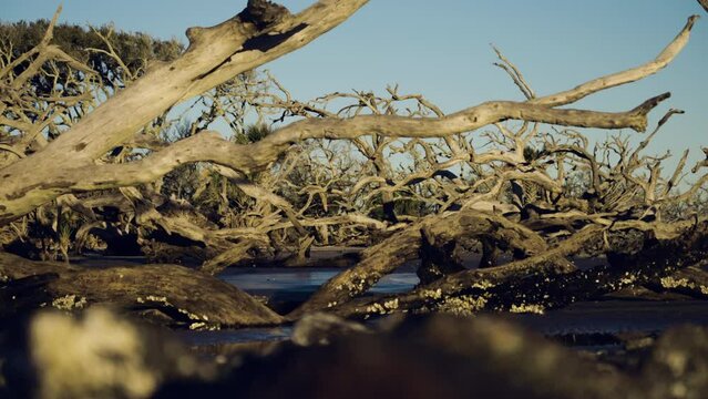Wide slider shot of large driftwood on the beach