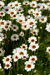 Close up of small white daisey flowers blossom in a garden with day light and green nature background.