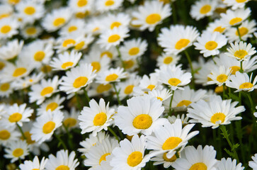 Close up of small white daisey flowers blossom in a garden with day light and green nature background.