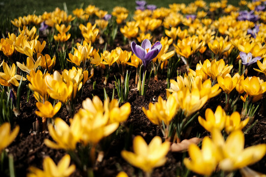 Close-up of crocus blooming on field during sunny day