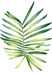 Palm leaves, watercolor botanical painting. Jungle illustrations, floral elements. monstera leaf. Tropical leaves set
