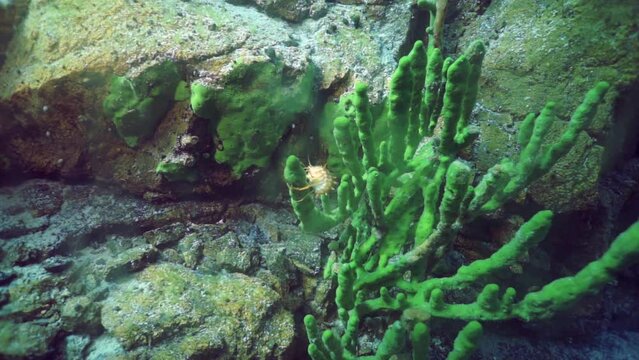 Acanthogammarus moving around plants at bottom of deep Lake Baikal underwater. Fish species in lake are also diverse and unique, including Baikal omul, Baikal whitefish, and golomyanka.