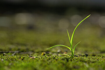 green grass in the morning