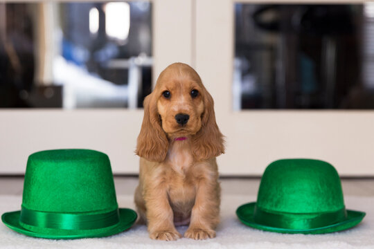 Portrait of young English Cocker Spaniel sitting amidst green hats at home during St. Patrick's Day