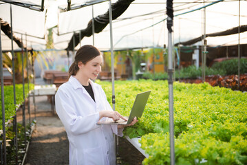 Researcher working and researching in hydro and hydroponic farm, laboratory greenhouse concept..