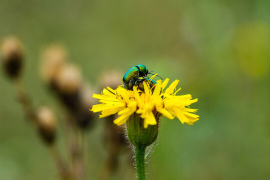 Close-up of beetles mating on yellow flower