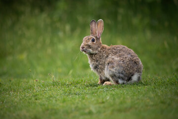 Side view of rabbit sitting on grassy field