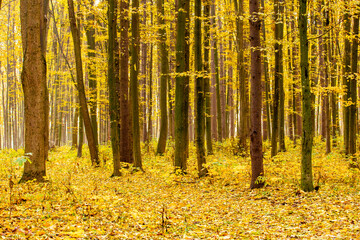 Golden autumnal forest with sunbeams
