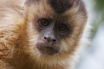 Azaras's Capuchin or Hooded Capuchin 
(Sapajus cay)