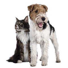 Adult Maine Coon cat and Fox Terrier dog sitting / standing beside each other. Both looking side...