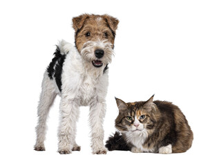 Adult Maine Coon cat and Fox Terrier dog laying / standing beside each other. Both looking towards...