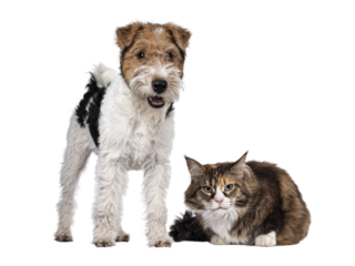 Adult Maine Coon cat and Fox Terrier dog laying / standing beside each other. Both looking towards amera. Isolated cutout on transparent background.