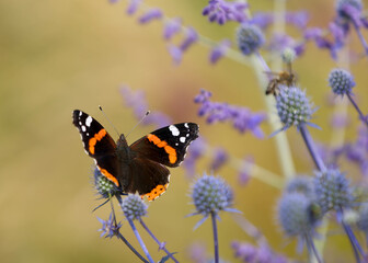 Admiral ( Vanessa atalanta, Syn.: Pyrameis atalanta)