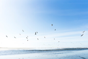 Sea Gulls fly on the beach