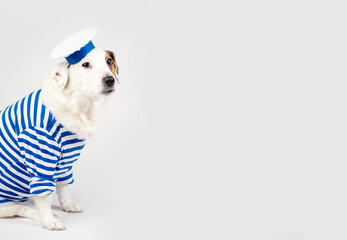 Portrait of a dog in a sailor suit on a light-coloured background. Sailor dog, funny pets.