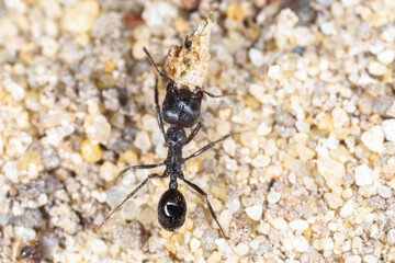 close up of black garden ant carrying something