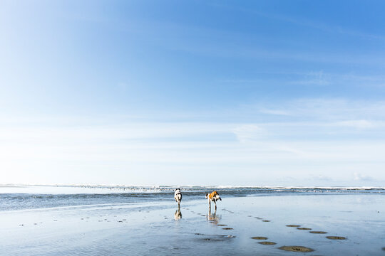 Two dogs run on the ocean beach