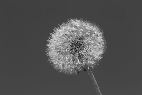 black and white photo of dandelion