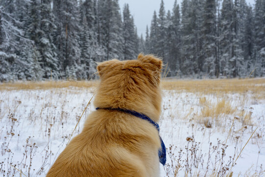 Dog sitting in snowy mountain meadow