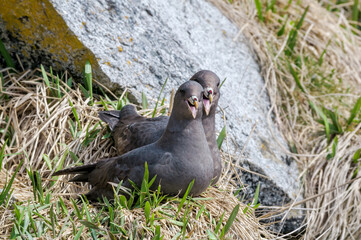 Dark-morphed Northern Fulmars (Fulmarus glacialis) at Chowiet Island, Semidi Islands, Alaska, USA